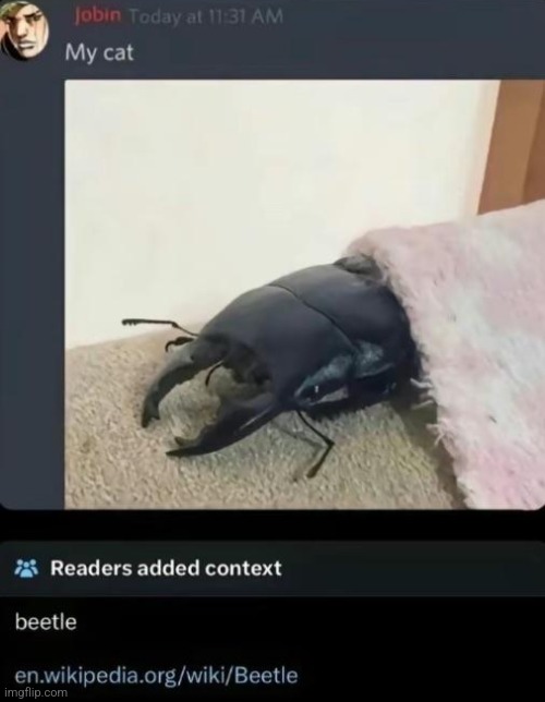 beetle | made w/ Imgflip meme maker