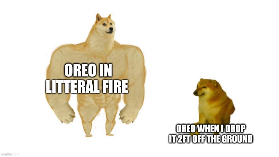 Dodge chad vs virgin | OREO IN LITTERAL FIRE OREO WHEN I DROP IT 2FT OFF THE GROUND | image tagged in dodge chad vs virgin | made w/ Imgflip meme maker