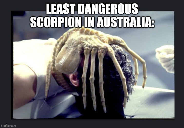 Face hugger | LEAST DANGEROUS SCORPION IN AUSTRALIA: | image tagged in face hugger | made w/ Imgflip meme maker