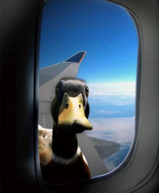 Duck on plane wing Blank Meme Template