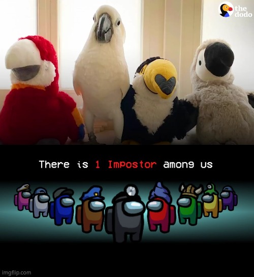 I can't tell which one is the imposter. | image tagged in there is one impostor among us,birds | made w/ Imgflip meme maker