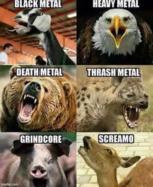 animal metal | image tagged in metal | made w/ Imgflip meme maker