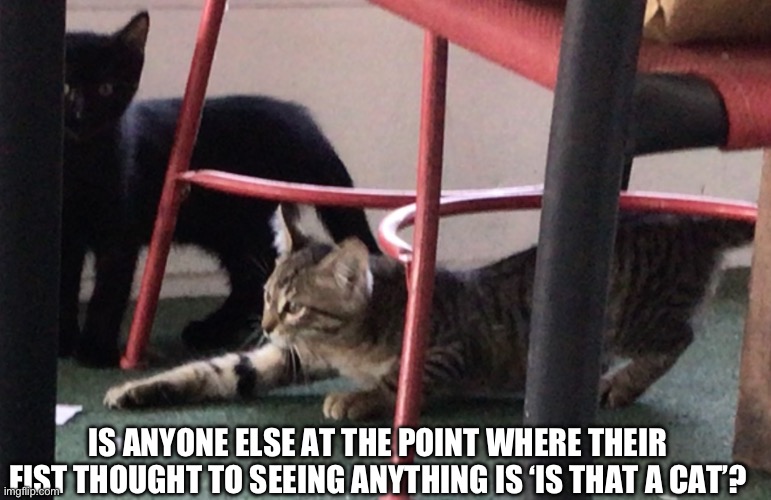 I keep seeing cats everywhere. | IS ANYONE ELSE AT THE POINT WHERE THEIR FIST THOUGHT TO SEEING ANYTHING IS ‘IS THAT A CAT’? | image tagged in cats,cat,adhd,insane | made w/ Imgflip meme maker