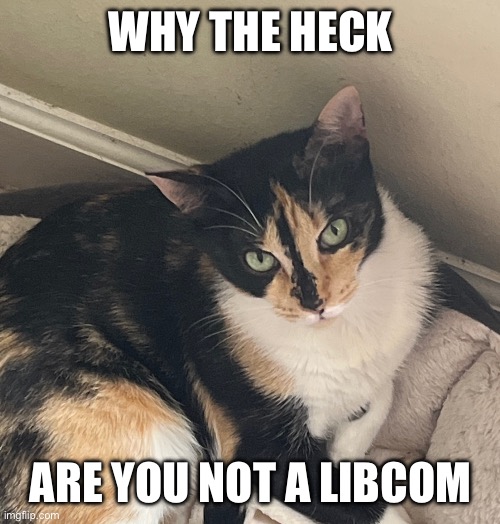 Judge cat | WHY THE HECK; ARE YOU NOT A LIBCOM | image tagged in judge cat | made w/ Imgflip meme maker
