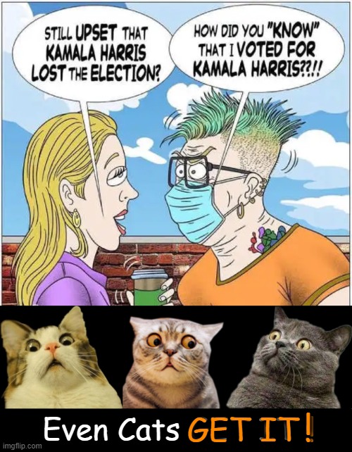 Common Sense Conservative Cats | ! Even Cats GET IT ! GET IT ! | image tagged in shocked cats,kamala harris,epic fail,liberals vs conservatives,political humor,cats looking up | made w/ Imgflip meme maker