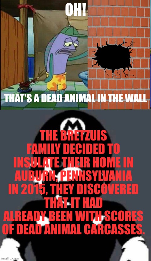 OH! THAT'S A DEAD ANIMAL IN THE WALL; THE BRETZUIS FAMILY DECIDED TO INSULATE THEIR HOME IN AUBURN, PENNSYLVANIA IN 2015, THEY DISCOVERED THAT IT HAD ALREADY BEEN WITH SCORES OF DEAD ANIMAL CARCASSES. | image tagged in spongebob oh that's real nice,disturbing | made w/ Imgflip meme maker