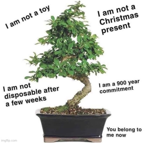 Bonsai | image tagged in bonsai,tree,christmas | made w/ Imgflip meme maker