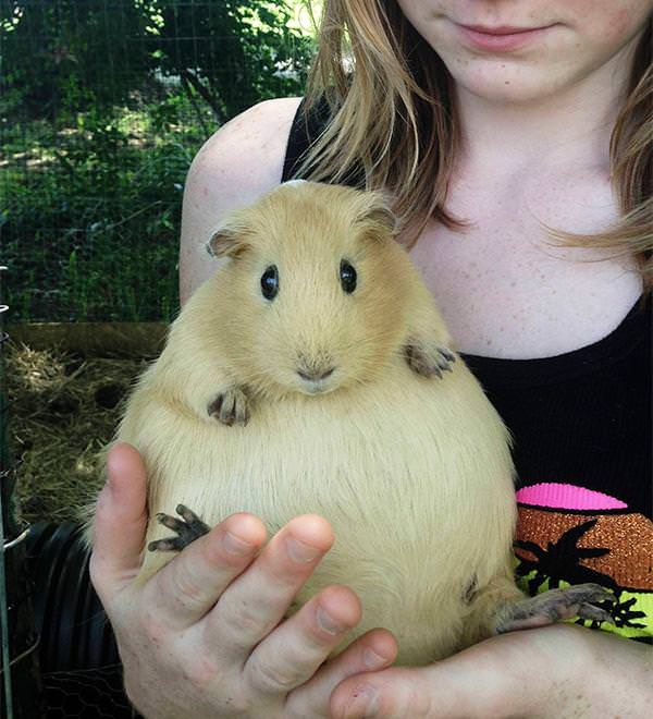 Pregnant guinea pig Blank Meme Template