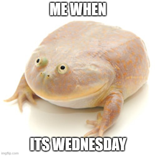 wednesday | ME WHEN; ITS WEDNESDAY | image tagged in budgett's frog,funny meme | made w/ Imgflip meme maker