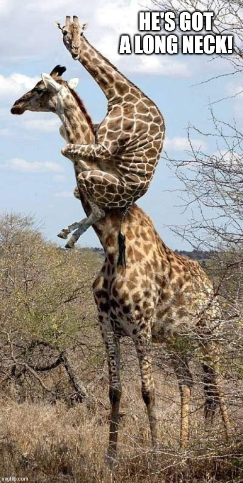 Funny Giraffe | HE'S GOT A LONG NECK! | image tagged in funny giraffe | made w/ Imgflip meme maker