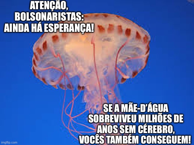 Bolsonarismo descerebrado | ATENÇÃO, BOLSONARISTAS: AINDA HÁ ESPERANÇA! SE A MÃE-D’ÁGUA SOBREVIVEU MILHÕES DE ANOS SEM CÉREBRO, VOCÊS TAMBÉM CONSEGUEM! | image tagged in bolsonaro,direita,extrema direita,brasil,golpista,facista | made w/ Imgflip meme maker