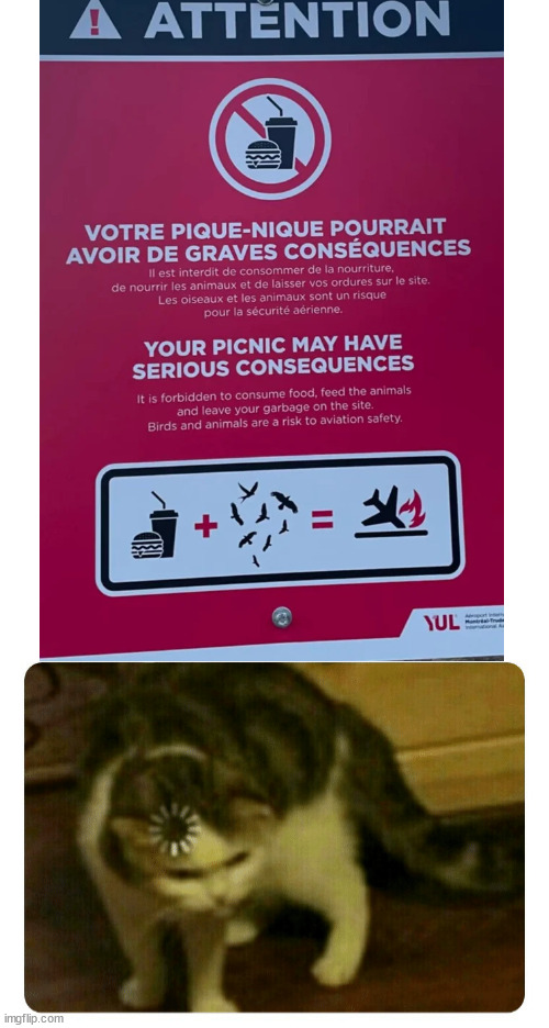 !? | image tagged in buffering cat,hold up,wtf,sign,funny signs,birds | made w/ Imgflip meme maker