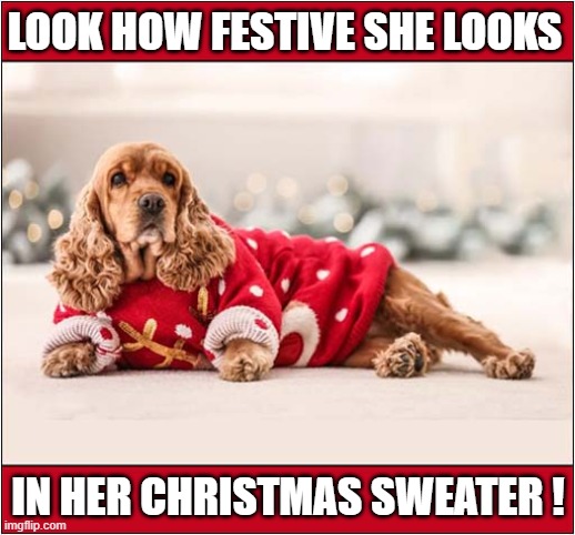 A Happy Dog ! | LOOK HOW FESTIVE SHE LOOKS; IN HER CHRISTMAS SWEATER ! | image tagged in dogs,christmas sweater | made w/ Imgflip meme maker