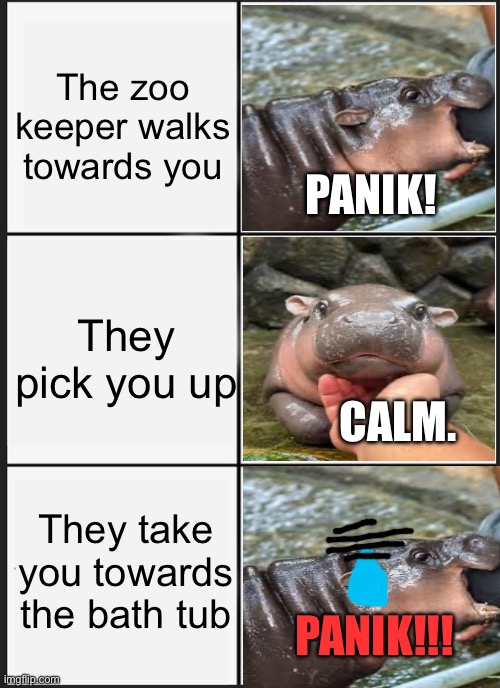 Moo Deng panik!!! | The zoo keeper walks towards you; PANIK! They pick you up; CALM. They take you towards the bath tub; PANIK!!! | image tagged in memes,panik kalm panik | made w/ Imgflip meme maker