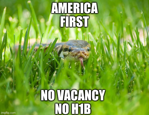 Snake in the Grass | AMERICA
FIRST; NO VACANCY
NO H1B | image tagged in snake in the grass | made w/ Imgflip meme maker