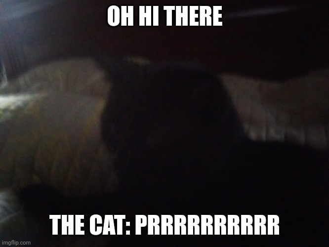 Cute kitten | OH HI THERE; THE CAT: PRRRRRRRRRR | image tagged in hi there kitty | made w/ Imgflip meme maker