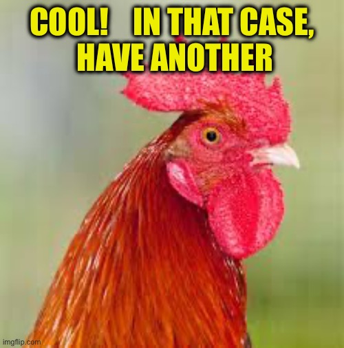 rooster | COOL!    IN THAT CASE,
 HAVE ANOTHER | image tagged in rooster | made w/ Imgflip meme maker