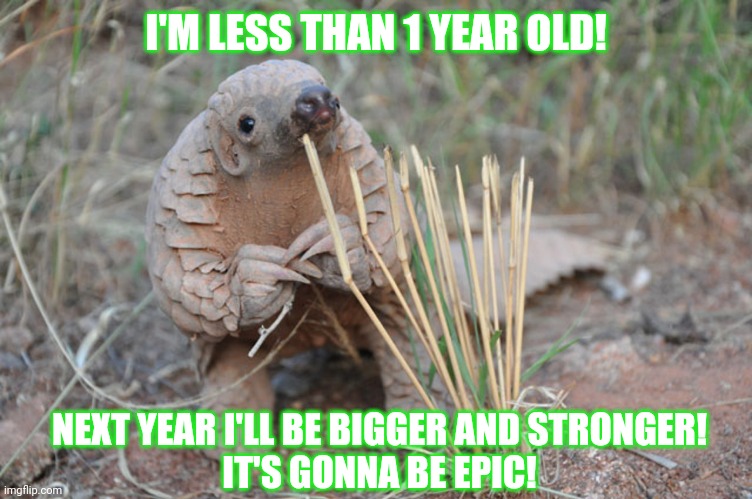 Baby PengolinCoin | I'M LESS THAN 1 YEAR OLD! NEXT YEAR I'LL BE BIGGER AND STRONGER!
IT'S GONNA BE EPIC! | image tagged in pondering pangolin,bpgok,baby pengolincoin,klever | made w/ Imgflip meme maker