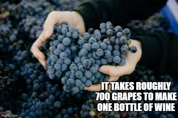 memes by Brad - It takes about 700 grapes to make a bottle of wine ! | IT TAKES ROUGHLY 700 GRAPES TO MAKE ONE BOTTLE OF WINE | image tagged in fun,funny,grapes,wine,information | made w/ Imgflip meme maker