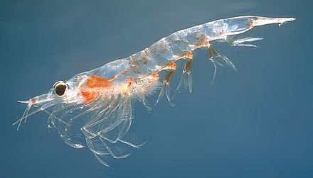 krill Blank Meme Template