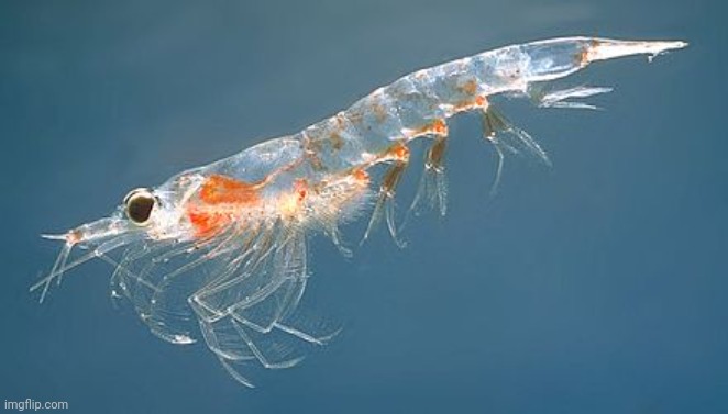 krill | image tagged in krill | made w/ Imgflip meme maker