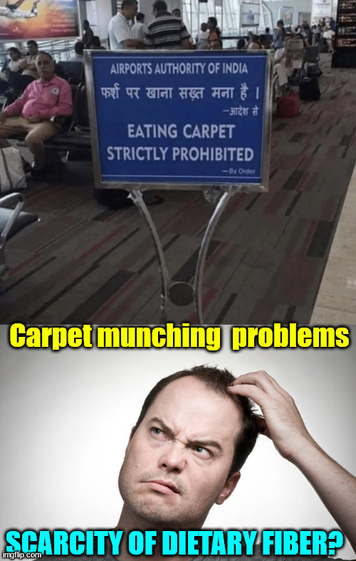 Carpet eating not allowed | Carpet munching  problems; SCARCITY OF DIETARY FIBER? | image tagged in confused,carpet munching,not allowed | made w/ Imgflip meme maker