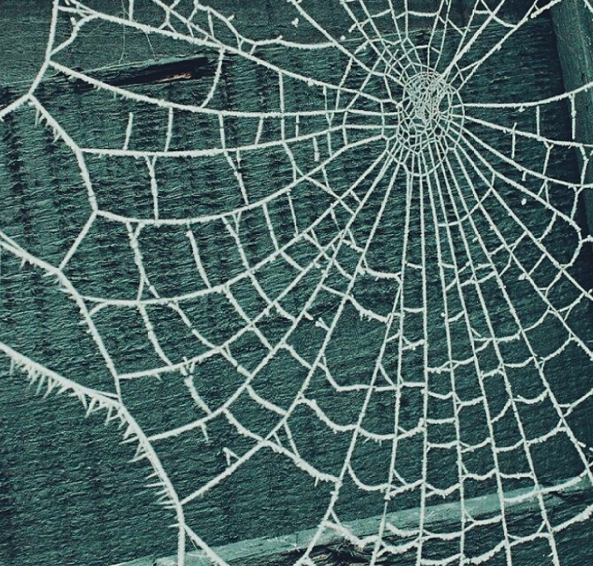 Broken Glass or Cobweb? Blank Meme Template