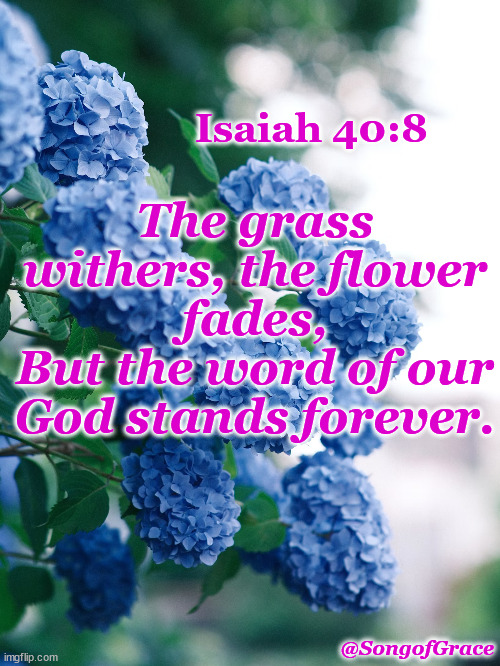 Isaiah 40:8 | The grass withers, the flower fades,
But the word of our God stands forever. Isaiah 40:8; @SongofGrace | image tagged in biblical encouragement | made w/ Imgflip meme maker