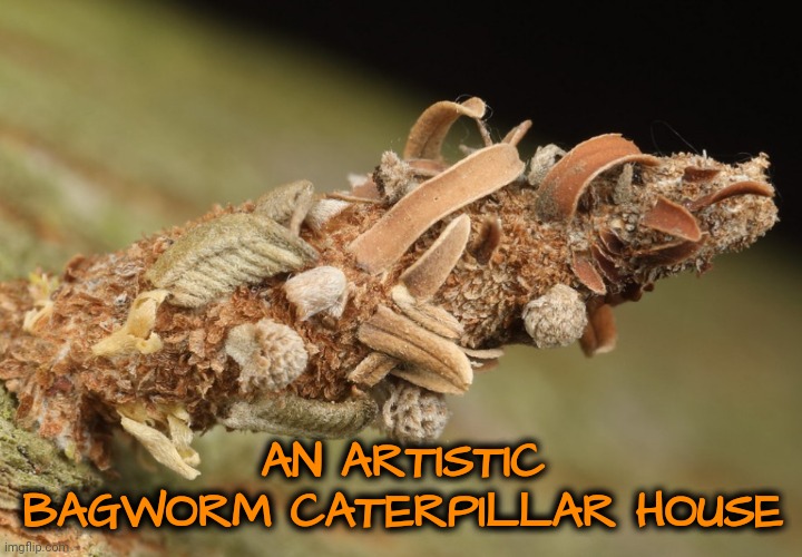 Artistic Tiny House Designed by Bagworm Caterpillar | AN ARTISTIC BAGWORM CATERPILLAR HOUSE | image tagged in caterpillar,artist,bugs | made w/ Imgflip meme maker