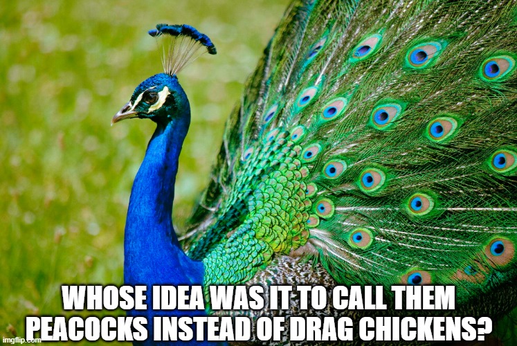 Drag chickens | WHOSE IDEA WAS IT TO CALL THEM PEACOCKS INSTEAD OF DRAG CHICKENS? | image tagged in peacock | made w/ Imgflip meme maker