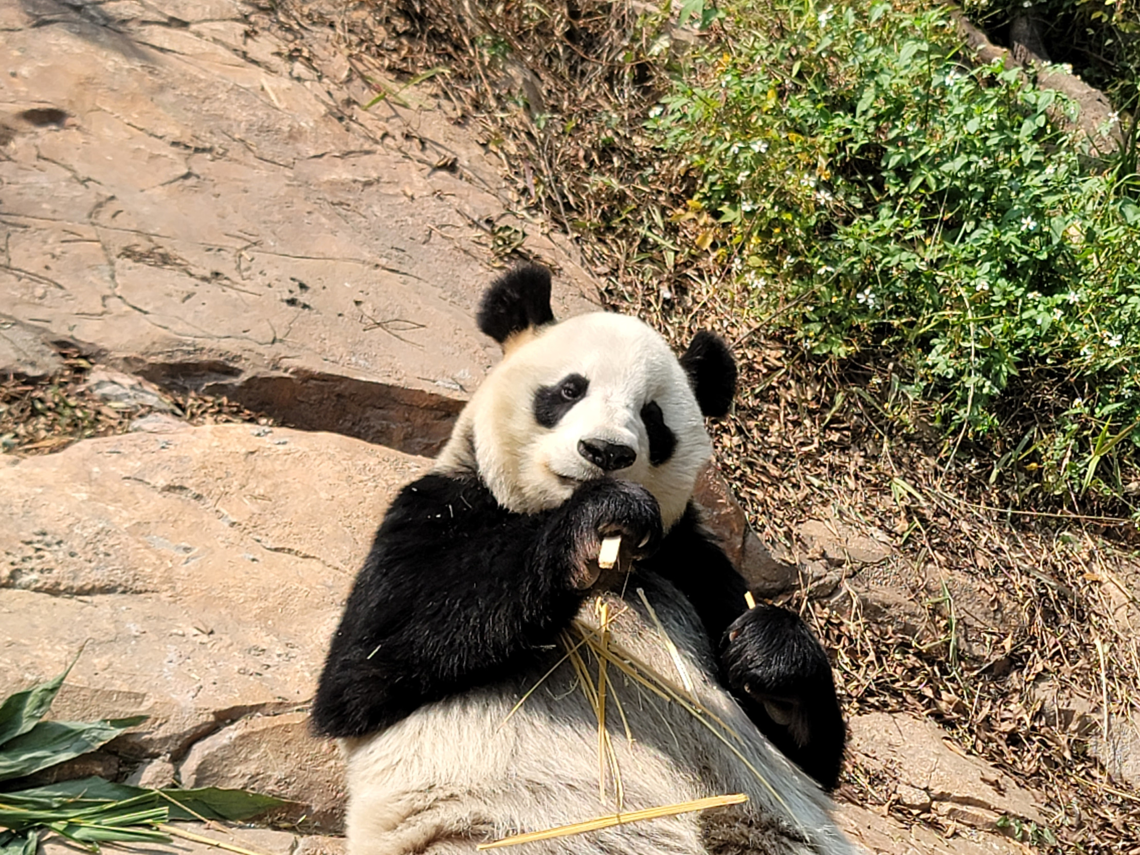 Breakfast panda Blank Meme Template