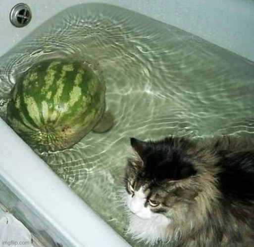 cattermelon | made w/ Imgflip meme maker