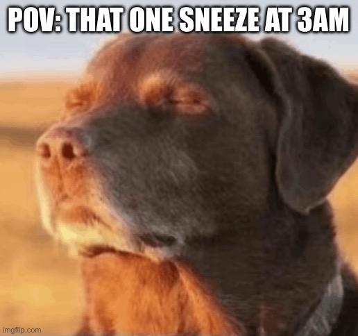 Chill Dog | POV: THAT ONE SNEEZE AT 3AM | image tagged in chill dog,sneeze,sneezing,dog,3am | made w/ Imgflip meme maker