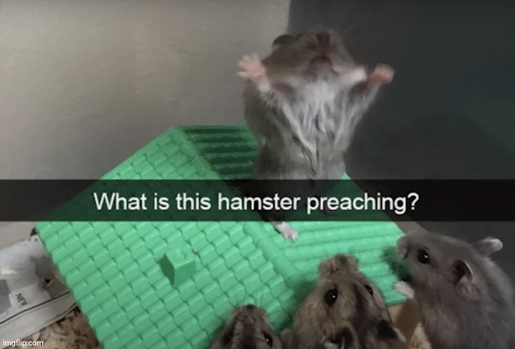 What the hamster doing | image tagged in what the hamster doing | made w/ Imgflip meme maker