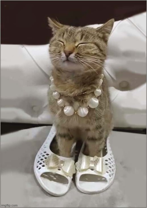 She's Ready For A Night Out On The Town ! | image tagged in cats,dressed up | made w/ Imgflip meme maker