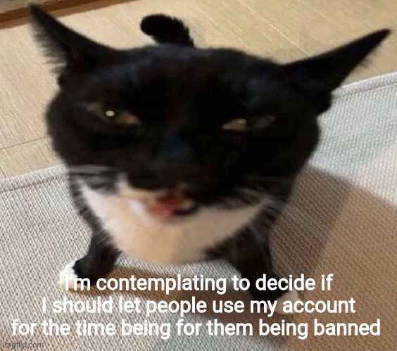 Cat of anger | I'm contemplating to decide if I should let people use my account for the time being for them being banned | image tagged in cat of anger | made w/ Imgflip meme maker