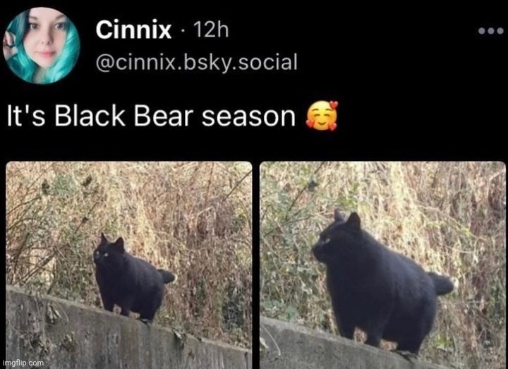 On the hunt... for food. | image tagged in chonk,black cat,feed me | made w/ Imgflip meme maker