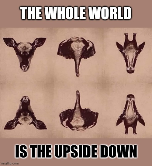 Stranger Things are here | THE WHOLE WORLD; IS THE UPSIDE DOWN | image tagged in upside down,world,animals,creation,common designer,stranger things | made w/ Imgflip meme maker