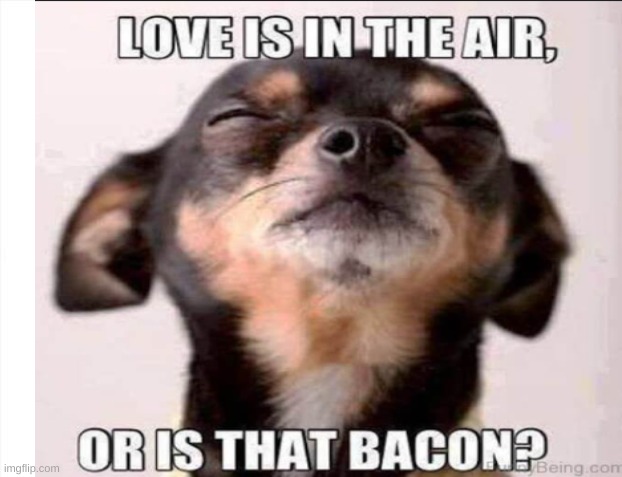 the best smell | image tagged in dog memes | made w/ Imgflip meme maker