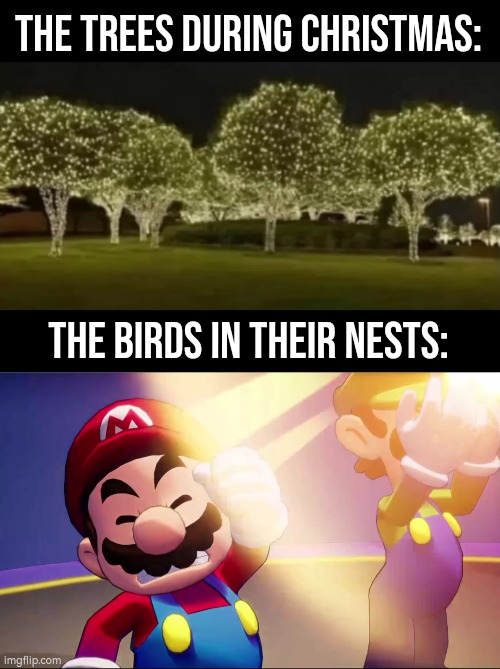 Christmas are for Birds a nightmare. | The Trees during Christmas:; The Birds in their nests: | image tagged in christmas,birds | made w/ Imgflip meme maker