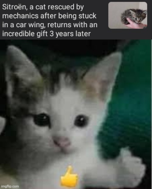 A cat rescued | image tagged in cat thumbs up,memes,cats,cat,rescued,mechanics | made w/ Imgflip meme maker