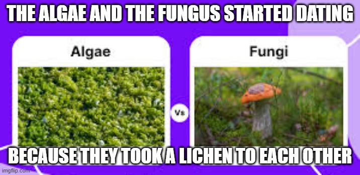 memes by Brad - Fungus & algae took a lichen to each other - humor - | THE ALGAE AND THE FUNGUS STARTED DATING; BECAUSE THEY TOOK A LICHEN TO EACH OTHER | image tagged in fun,funny,play on words,humor,dating | made w/ Imgflip meme maker