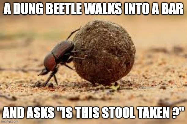 memes by Brad - Dung Beetle wants to know if this stool is taken - humor - | A DUNG BEETLE WALKS INTO A BAR; AND ASKS "IS THIS STOOL TAKEN ?" | image tagged in fun,funny,poop,beetle,play on words,humor | made w/ Imgflip meme maker