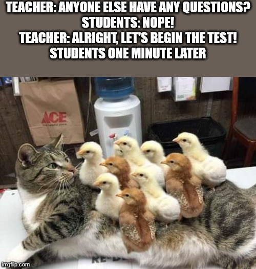 Chicks on a Cat's Back | TEACHER: ANYONE ELSE HAVE ANY QUESTIONS?
STUDENTS: NOPE!
TEACHER: ALRIGHT, LET'S BEGIN THE TEST!
STUDENTS ONE MINUTE LATER | image tagged in chicks on a cat's back | made w/ Imgflip meme maker