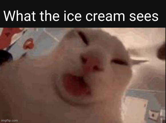 lickedy lickedy lick | What the ice cream sees | image tagged in cat,ice cream,pov,funny,yum | made w/ Imgflip meme maker