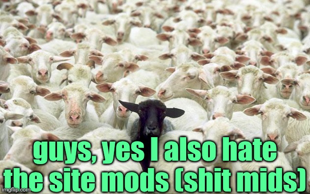 . | guys, yes I also hate the site mods (shit mids) | image tagged in black sheep | made w/ Imgflip meme maker