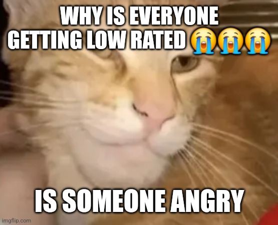 cat mewing | WHY IS EVERYONE GETTING LOW RATED 😭😭😭; IS SOMEONE ANGRY | image tagged in cat mewing | made w/ Imgflip meme maker