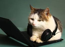 call center cat Blank Meme Template