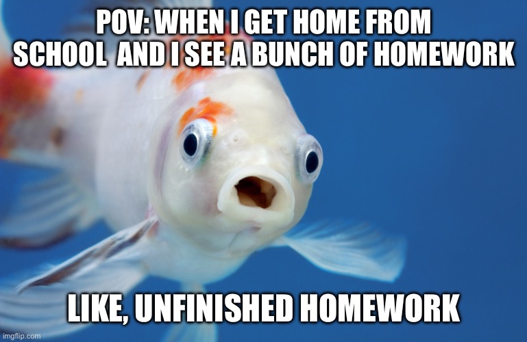 THERE WAS HOMEWORK??? | POV: WHEN I GET HOME FROM SCHOOL  AND I SEE A BUNCH OF HOMEWORK; LIKE, UNFINISHED HOMEWORK | image tagged in surprised fish,homework,funny,unfinished homework meme | made w/ Imgflip meme maker