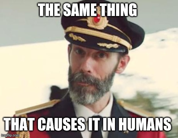 Captain Obvious | THE SAME THING THAT CAUSES IT IN HUMANS | image tagged in captain obvious | made w/ Imgflip meme maker